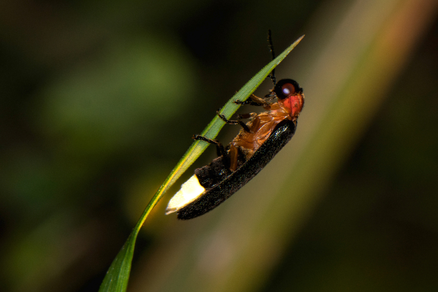 5:  Firefly (<i>Luciola lusitanica</i>). &copy; Pete's Photography - www.peterhardimanphoto.com