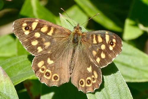 Photo © Corfu Butterfly Conservation 2020 - 2026